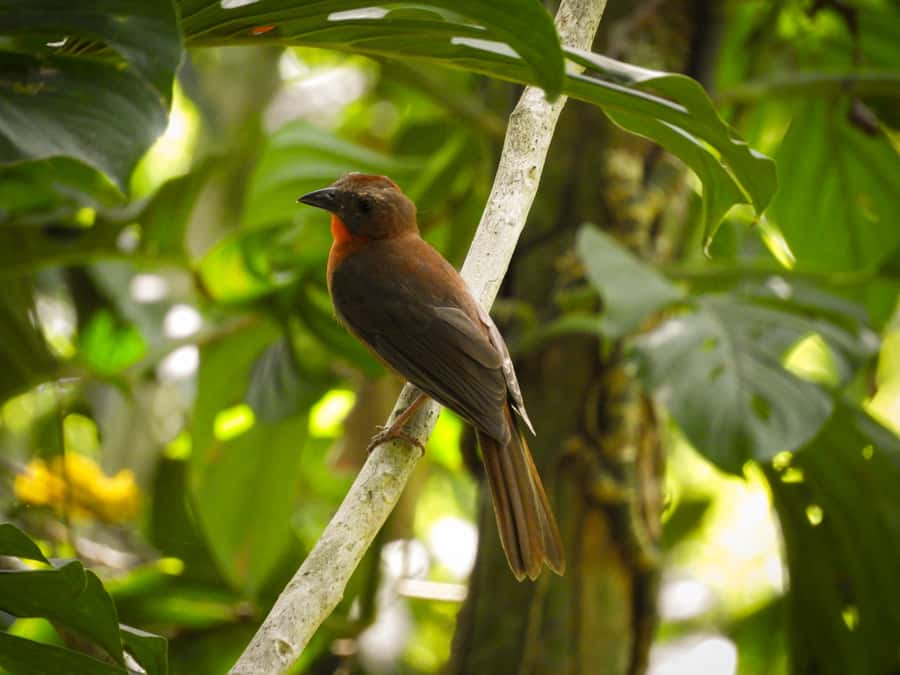 Cartagena: Private Bird-Watching Tour with Breakfast - The second forest walk and return to Cartagena