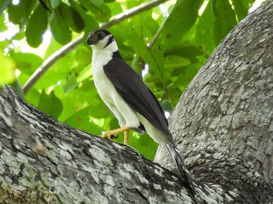 Cartagena: Private Bird-Watching Tour with Breakfast - Who should book this early morning nature tour?