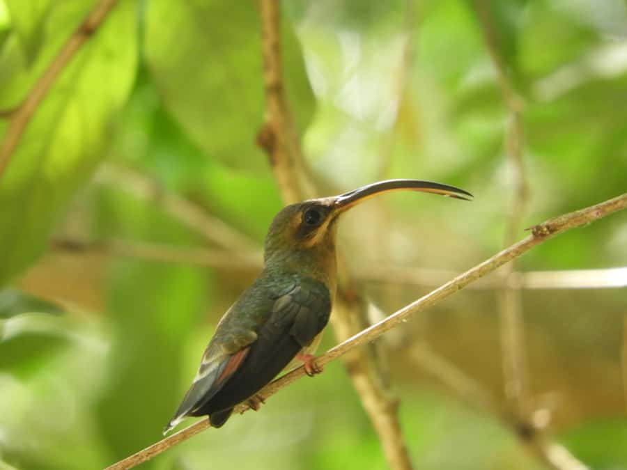 Cartagena: Private Bird-Watching Tour with Breakfast - The 5:00 AM start and ride from Cartagena