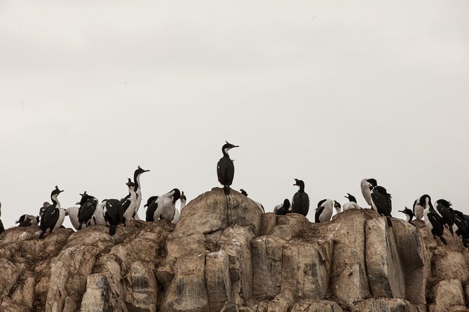 Catamaran Tour through the Beagle Channel and Penguins in Isla Martillo - Why this Beagle Channel cruise is worth your time