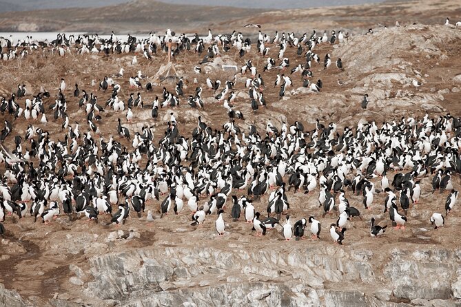 Catamaran Tour through the Beagle Channel and Penguins in Isla Martillo - Cold wind, motion, and comfort onboard