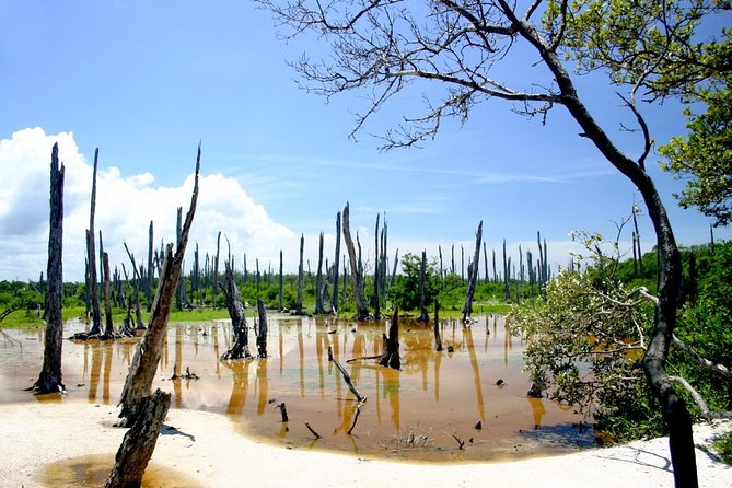Celestun Nature Reserve Flamingo Tour-Boat to Flamingo Paradise from Merida - Reaching the Reserva de la Biosfera Ria Celestun