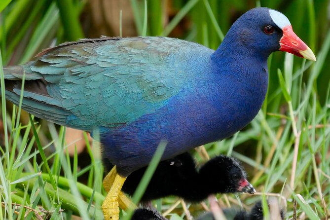 Central Florida Half-Day Private Birding Activity - 2 person max - Key points to know before booking