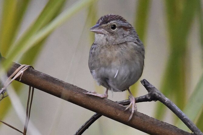 Central Florida Half-Day Private Birding Activity - 2 person max - Why this private Orlando birding trip is different
