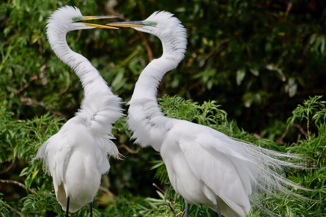 Central Florida Half-Day Private Birding Activity - 2 person max - Joe Overstreet Landing and the best photo chances
