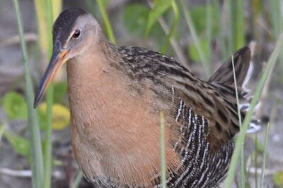 Central Florida Half-Day Private Birding Activity – 2 person max