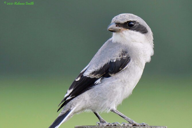 Central Florida Half-Day Private Birding Activity - 2 person max - What the species list really means