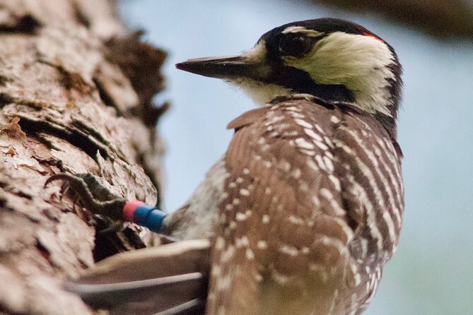 Central Florida Half-Day Private Birding Activity - 2 person max - Why the guide makes the difference