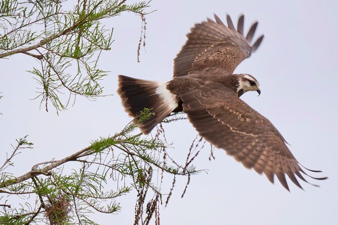 Central Florida Half-Day Private Birding Activity - 2 person max - Price, value, and the two-person limit