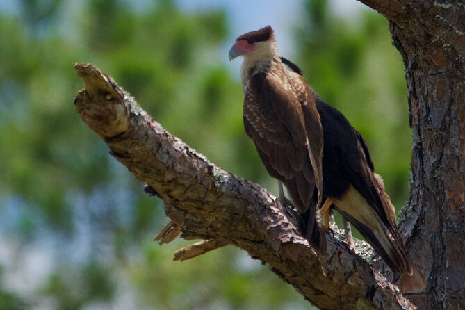 Central Florida Half-Day Private Birding Activity - 2 person max - Comfort, walking, and practical preparation