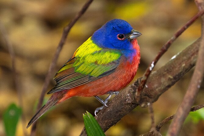 Charleston Bird Watching Tour - What makes Pitt Street Bridge a good birding spot