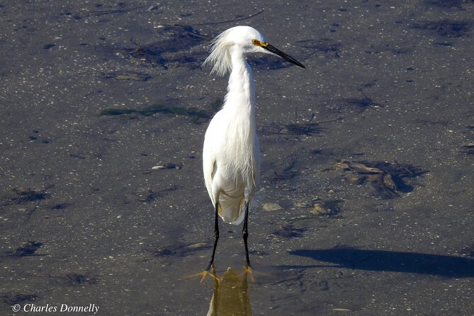 Charleston Bird Watching Tour - Birds to watch for in the salt marsh