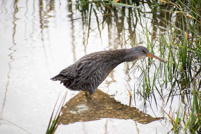 Charleston Bird Watching Tour - Shared optics and photos from the guide