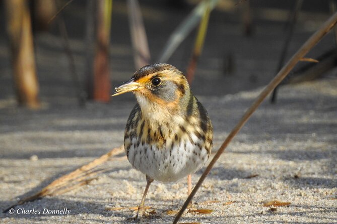 Charleston Bird Watching Tour - A small group with personal attention