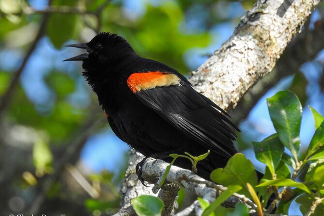 Charleston Bird Watching Tour - Is $50 a fair price?