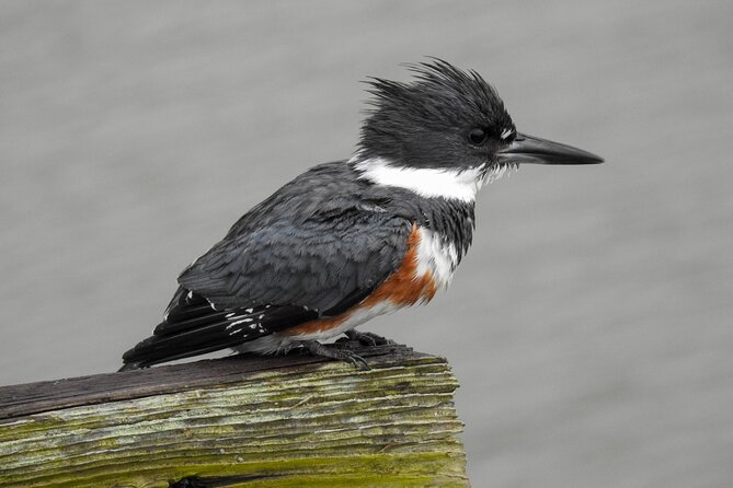 Charleston Bird Watching Tour - The 7:30 am start and the first hour outdoors