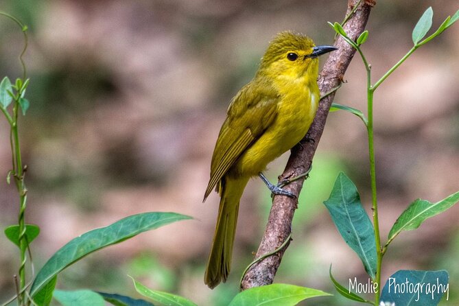 Chennai, Guided Birding And Birding Photo Trip With Spot Scope, 2 to 3 Hours - Key points for choosing this Chennai birding trip