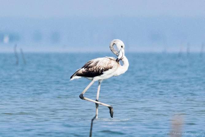 Chennai, Guided Birding And Birding Photo Trip With Spot Scope, 2 to 3 Hours - Why this short Chennai birding tour is worth considering