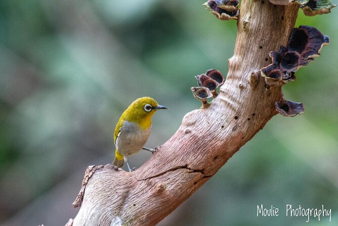 Chennai, Guided Birding And Birding Photo Trip With Spot Scope, 2 to 3 Hours - Private transport and the two to three-hour schedule