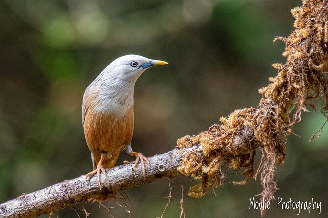 Chennai, Guided Birding And Birding Photo Trip With Spot Scope, 2 to 3 Hours - What a realistic birding session may feel like