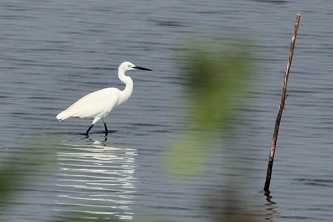 Chennai, Guided Birding And Birding Photo Trip With Spot Scope, 2 to 3 Hours - Who will get the most from this experience