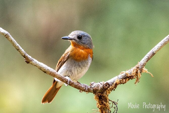 Chennai, Guided Birding And Birding Photo Trip With Spot Scope, 2 to 3 Hours - Practical advice before you book