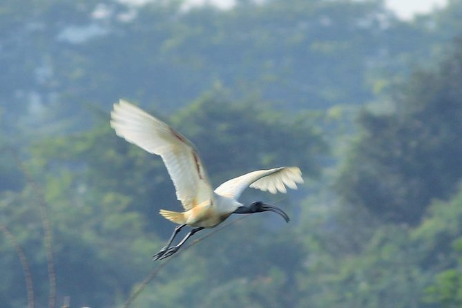 Chennai, Guided Birding And Birding Photo Trip With Spot Scope, 2 to 3 Hours - Sholinganallur marshland and the changing birding site