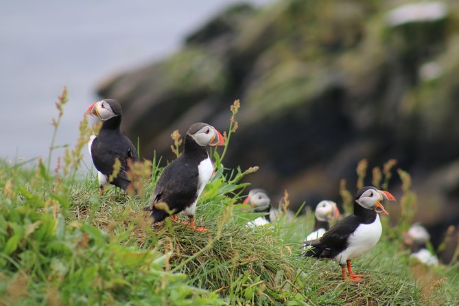 Classic Puffin Watching Cruise from Downtown Reykjavík - Key points to know before you book