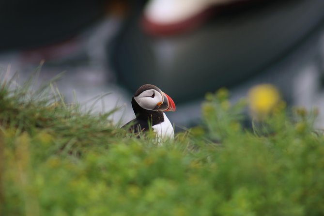 Classic Puffin Watching Cruise from Downtown Reykjavík - Why the binoculars matter more than your phone