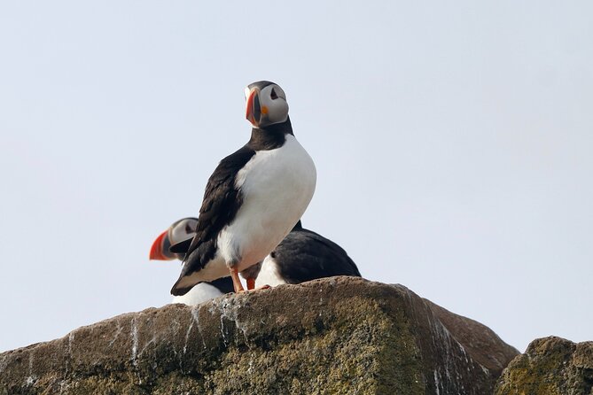 Classic Puffin Watching Cruise from Downtown Reykjavík - What the ride feels like in real conditions