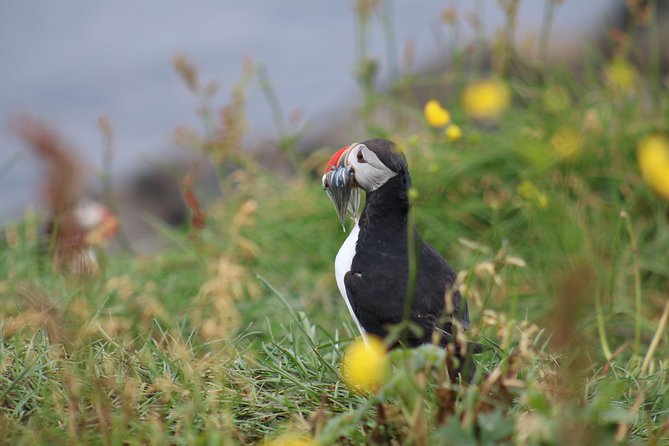 Classic Puffin Watching Cruise from Downtown Reykjavík - Choosing the best time in the puffin season