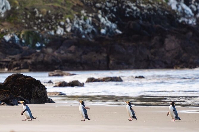 Clearwater Private Penguin & Wildlife Tour from Port Otago (5hrs) - Key points about the Clearwater wildlife tour