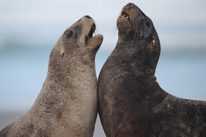 Clearwater Private Penguin & Wildlife Tour from Port Otago (5hrs) - Leaving Port Chalmers for Cape Saunders