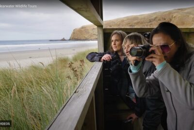 Clearwater Private Penguin & Wildlife Tour from Port Otago (5hrs)