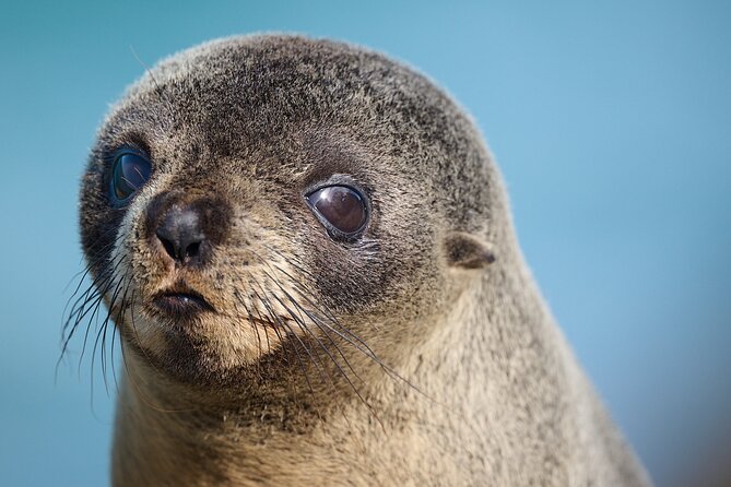 Clearwater Private Penguin & Wildlife Tour from Port Otago (5hrs) - Yellow-eyed penguins and New Zealand sea lions
