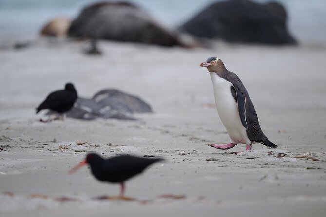 Clearwater Private Penguin & Wildlife Tour from Port Otago (5hrs) - The Dunedin Railway Station stop