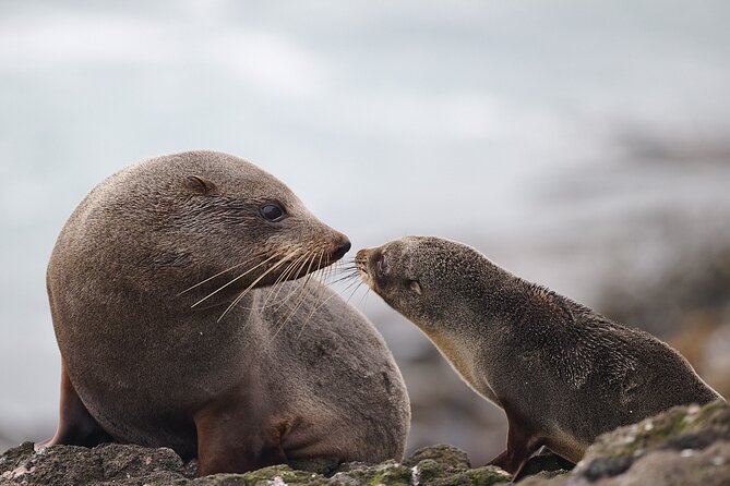 Clearwater Private Penguin & Wildlife Tour from Port Otago (5hrs) - Is the $2,451.26 group price good value?