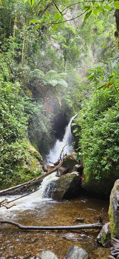 Cocora: trek to the hummingbirds sanctuary - Acaime and the hummingbird sanctuary