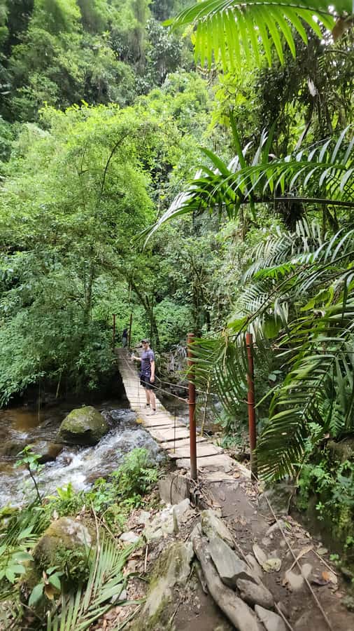 Cocora: trek to the hummingbirds sanctuary - Should you book it?