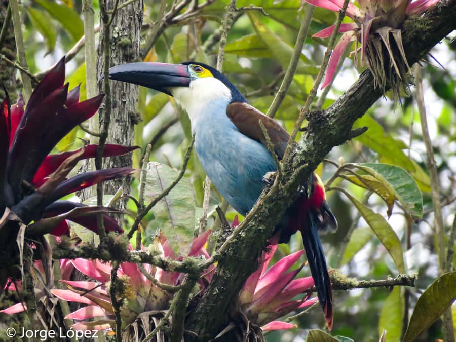 Cocora Valley: Route of the Hummingbirds + breakfast & lunch - Key things to know before you book