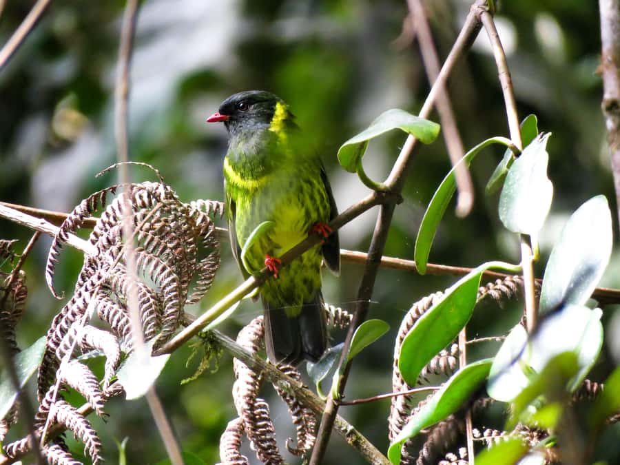 Cocora Valley: Route of the Hummingbirds + breakfast & lunch - Breakfast in Salento sets the pace