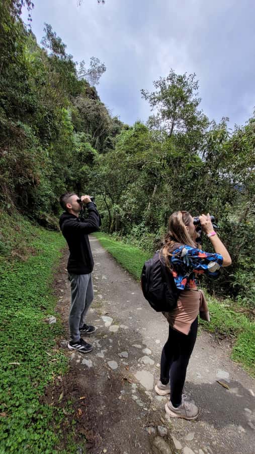 Cocora Valley: Route of the Hummingbirds + breakfast & lunch - The 4.5-kilometer descent through the palms