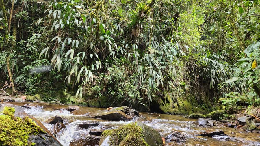 Cocora Valley: Route of the Hummingbirds + breakfast & lunch - Is $129 a fair price?
