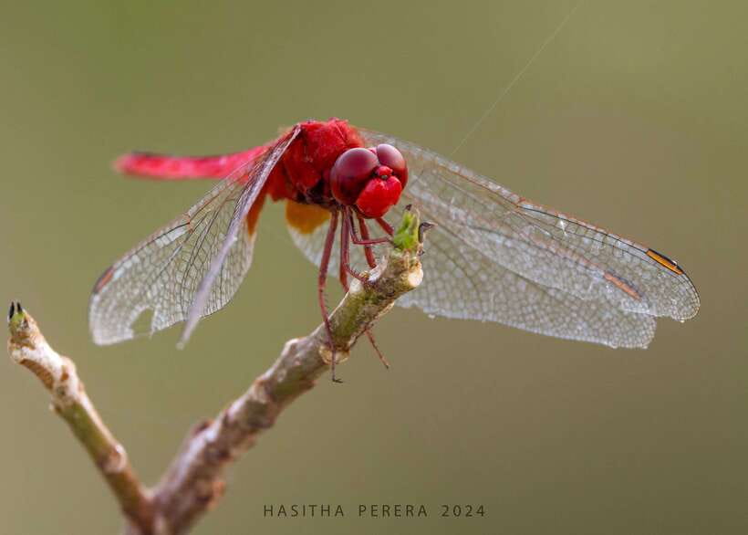 Colombo: Bird watching around Colombo-Guided Tour - 06 hours - Key points to know before booking