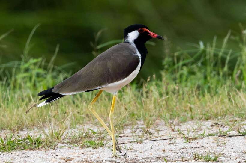Colombo: Bird watching around Colombo-Guided Tour - 06 hours - Why Colombo is worth watching for birds