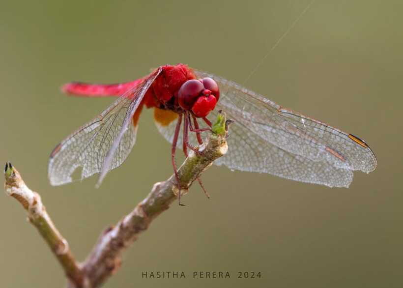 Colombo: Bird watching around Colombo-Guided Tour - 06 hours - Third stop: small forests and quieter edges