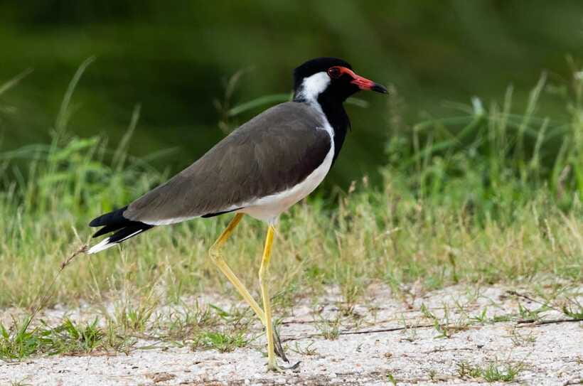 Colombo: Bird watching around Colombo-Guided Tour - 06 hours - What the $76 price really covers