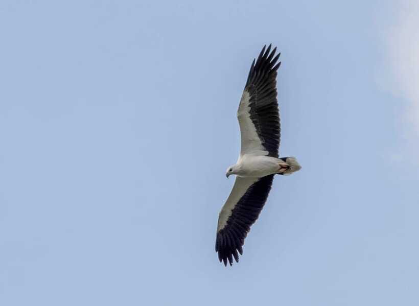 Colombo: Bird watching around Colombo-Guided Tour - 06 hours - Who should book this Colombo bird tour?