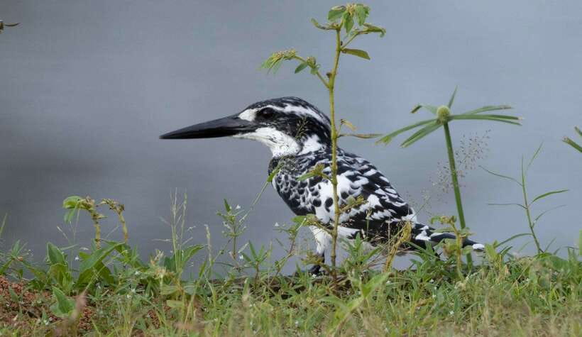 Colombo: Bird watching around Colombo-Guided Tour - 06 hours - The early Colombo pickup sets the pace