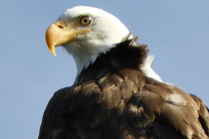 Colorado's Birds of Prey Full-Day with Lunch - Key points about this Denver birding day